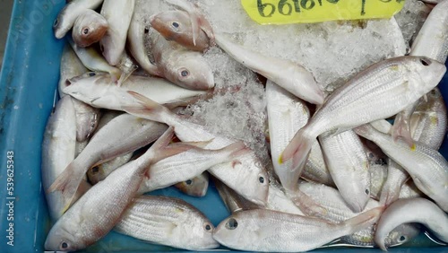A bucket of Ornate Threadfin Bream fish for sale in a Thai seafood wet market, Thailand photo