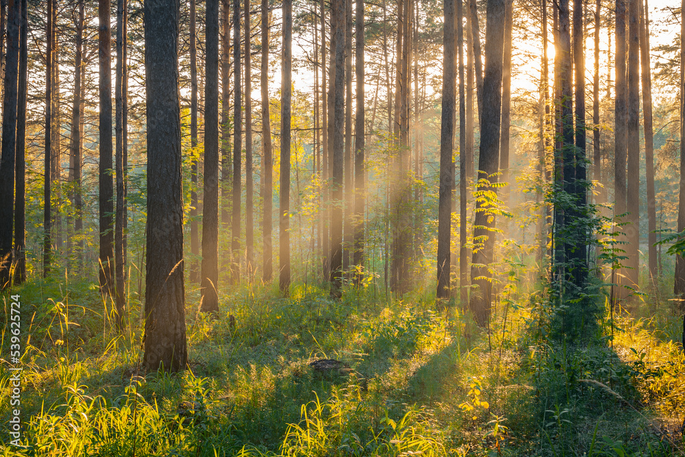 sunset in the forest