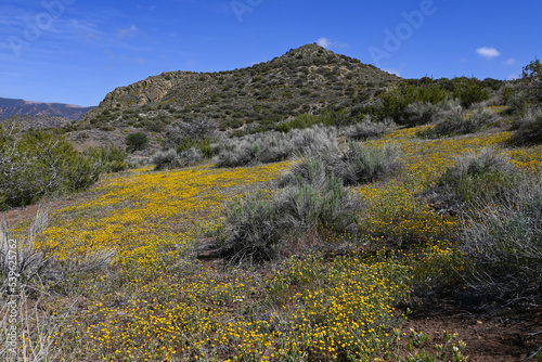 Spring Wildflower Bloom in Tomo-Kahni State Historic Park, Kern County  photo