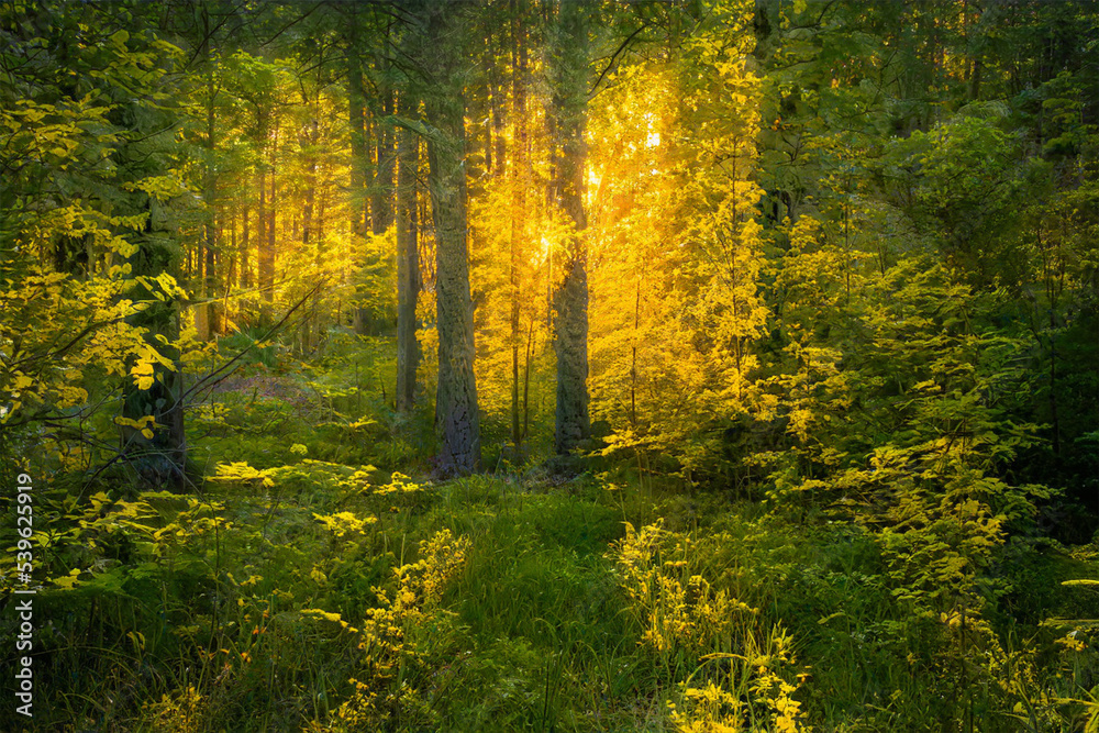 Obraz premium Magical sunset in the forest.