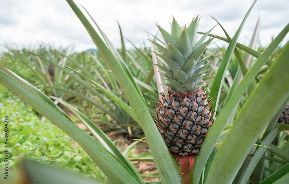 Fototapeta premium Pineapple plant field, Pineapple tropical fruit growing in garden