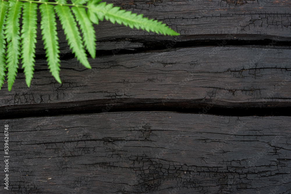 Black wood texture background with green leave Stock Photo | Adobe Stock