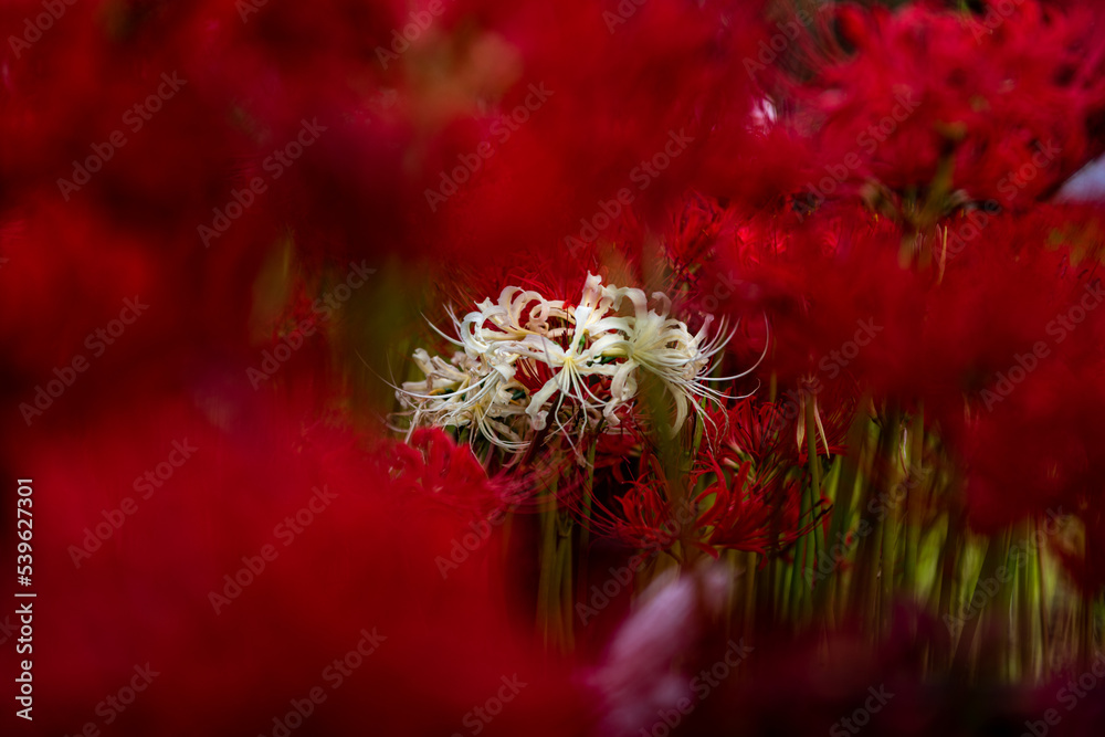 季節の花 季節の花