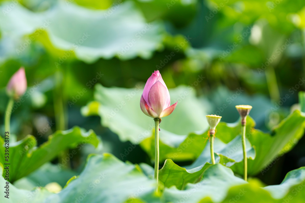 A beautiful pink waterlily or lotus flower in pond A beautiful pink waterlily or lotus flower in pond