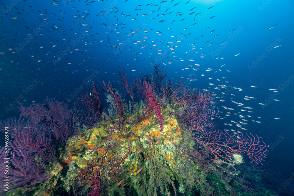 Obraz premium Gorgonie rosse circondate da una nuvola di Anthias