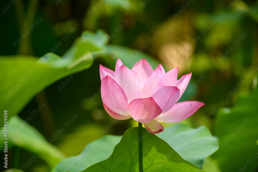 蓮 万博記念公園 蓮 万博記念公園