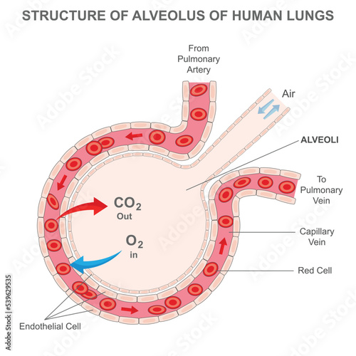 Alveolus of human lungs, Oxygen and carbon dioxide move in alveoli