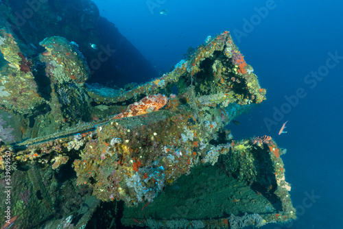 Scorfano rosso sul cannone del relitto del Gazzella, corvetta della marina italiana affondata durante la seconda guerra mondiale nel golfo dell'Asinara, Sardegna photo