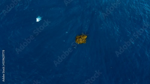 Dorado fish jumping out of the water near kelp patty photo