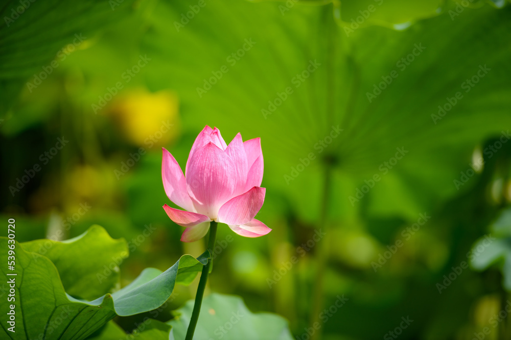 蓮 万博記念公園 蓮 万博記念公園