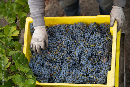 Fotografie bunch of grapes
