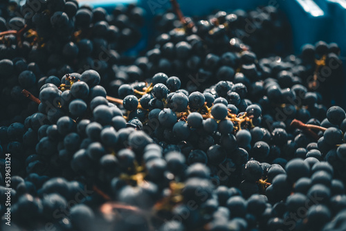 Fotografie Black Wine Grapes