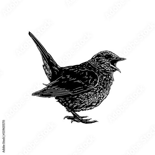 Nightingale hand drawing vector illustration isolated on background.
