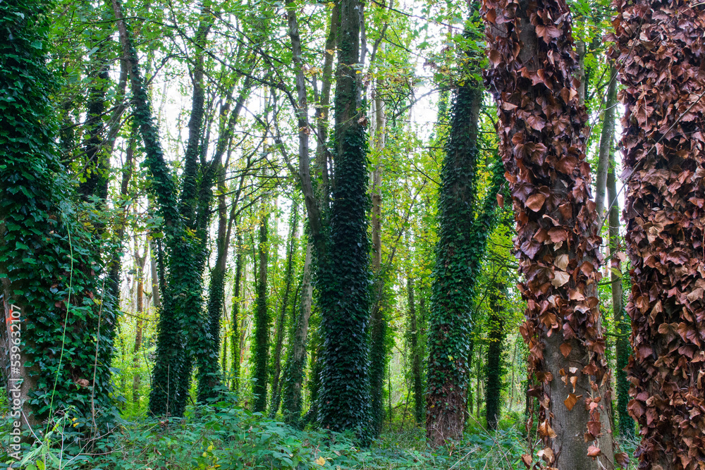 Fototapeta premium Rea's Wood Antrim