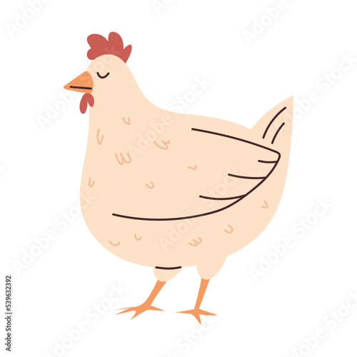 hen bird animal