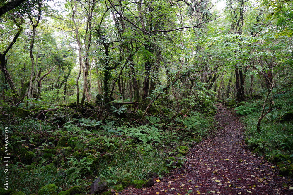 fine path through dense forest