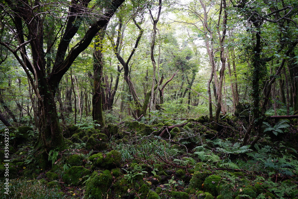 mossy rocks and fern in deep forest mossy rocks and fern in deep forest