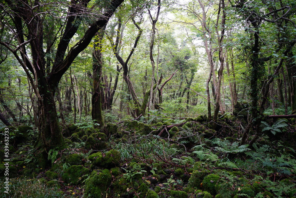 mossy rocks and fern in deep forest