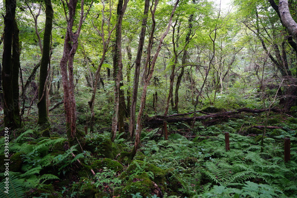 thick summer forest with fern