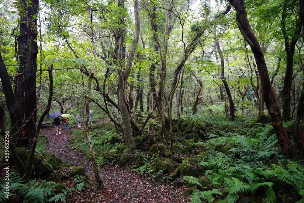 refreshing summer forest with fine path