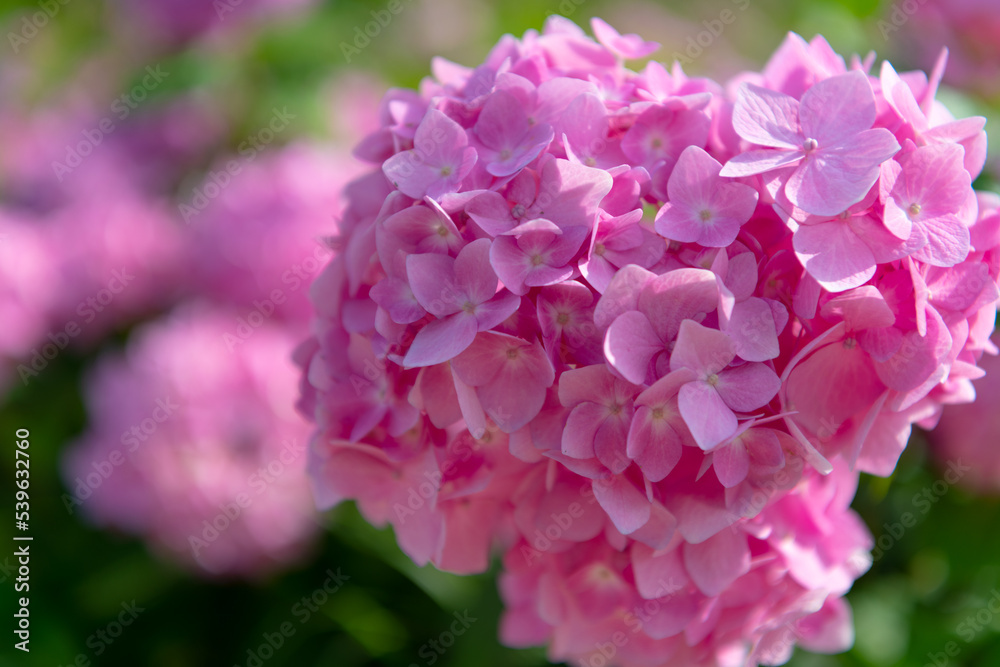 季節の花 季節の花
