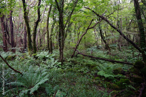 thick summer forest with fern
