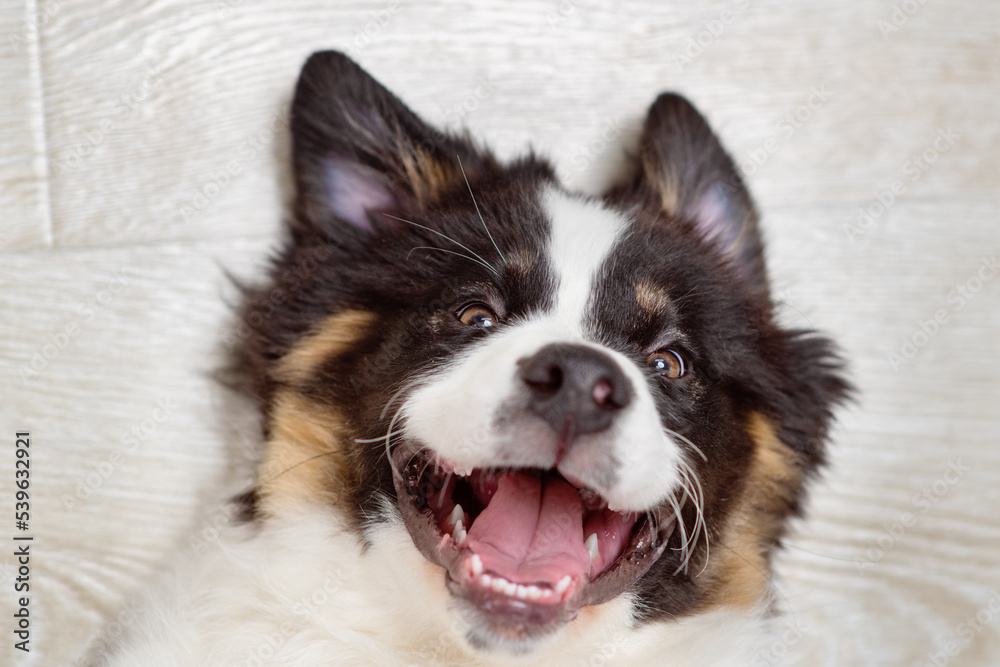 A puppy of an Australian sheepdog breed is lying on the floor and looking into the frame with a smile. Top view of aussie puppy with a smile looking at the owner