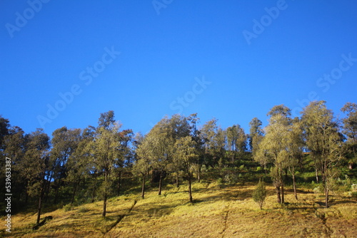 landscape with trees and sky