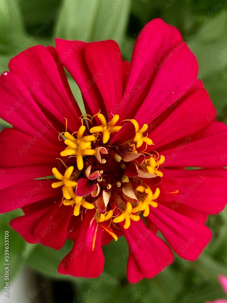 red dahlia flower