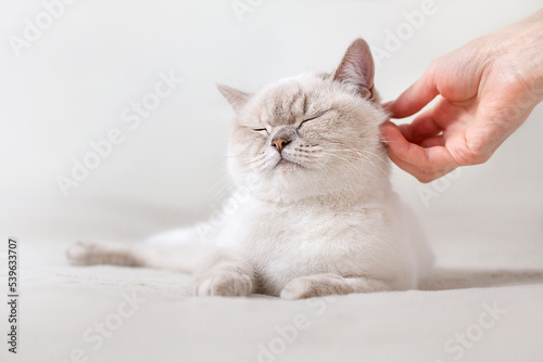 human hand stroking a cat close-up