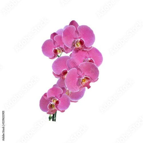 pink flower of orchid blooming on transparent background
