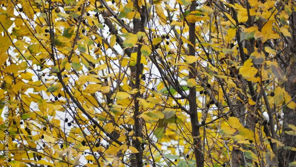 Seasons, autumn. Dry cherry berries swing on the branches from the wind. Siberia.