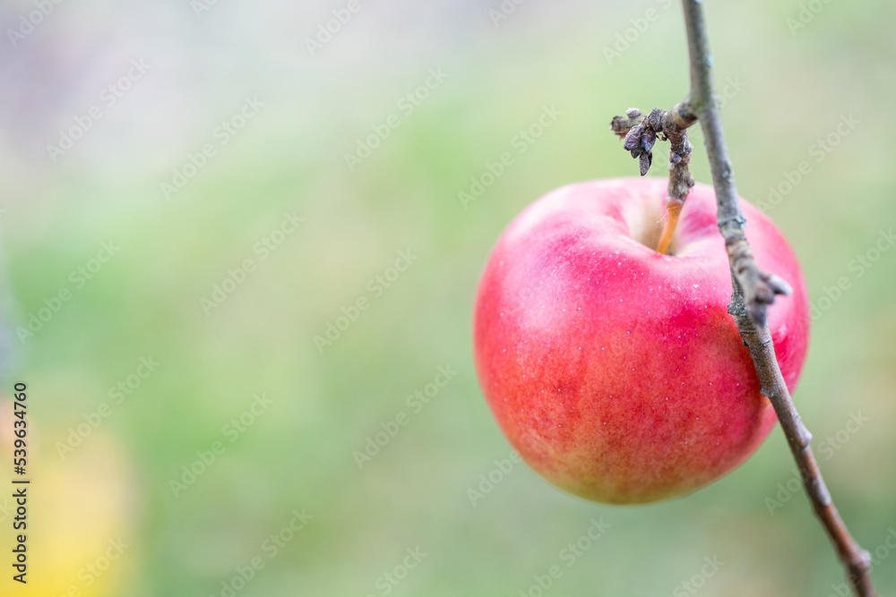 Apple on tree. Autumn harvest. Red apple on a branch on a light and gentle background Apple on tree. Autumn harvest. Red apple on a branch on a light and gentle background