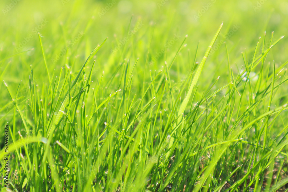 Fresh green grass background in sunny summer day. Fresh green grass background in sunny summer day.