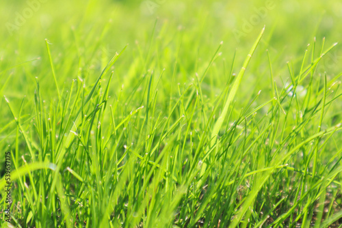 Fresh green grass background in sunny summer day.