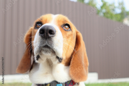 Close-up of Beagle against green grass background. Estonian Hound great hunting dog sitting on the grass in park © Trik