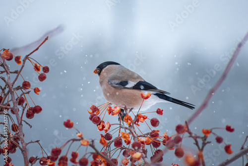 Valokuva Female bullfinch bird sitting on the hawthorn branch and eating berries on a col