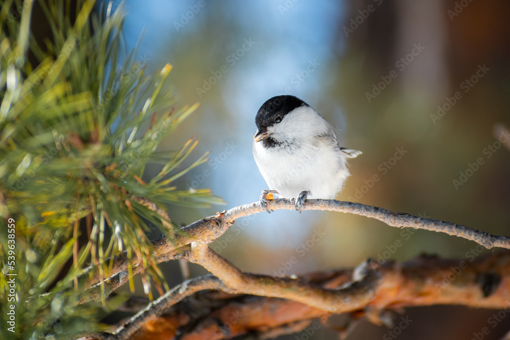 Naklejka premium Brown-headed tit bird eats a sunflower seed on a pine branch in spring