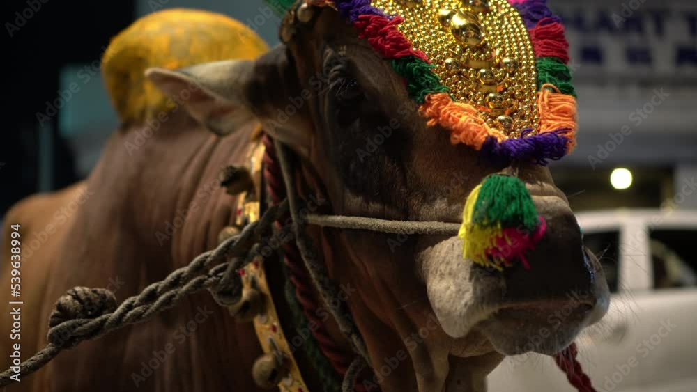 Select focus the holy cow use for pull chariot during Thaipusam