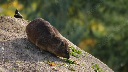 Close up of Rock hyrax also rock rabbit eating grass