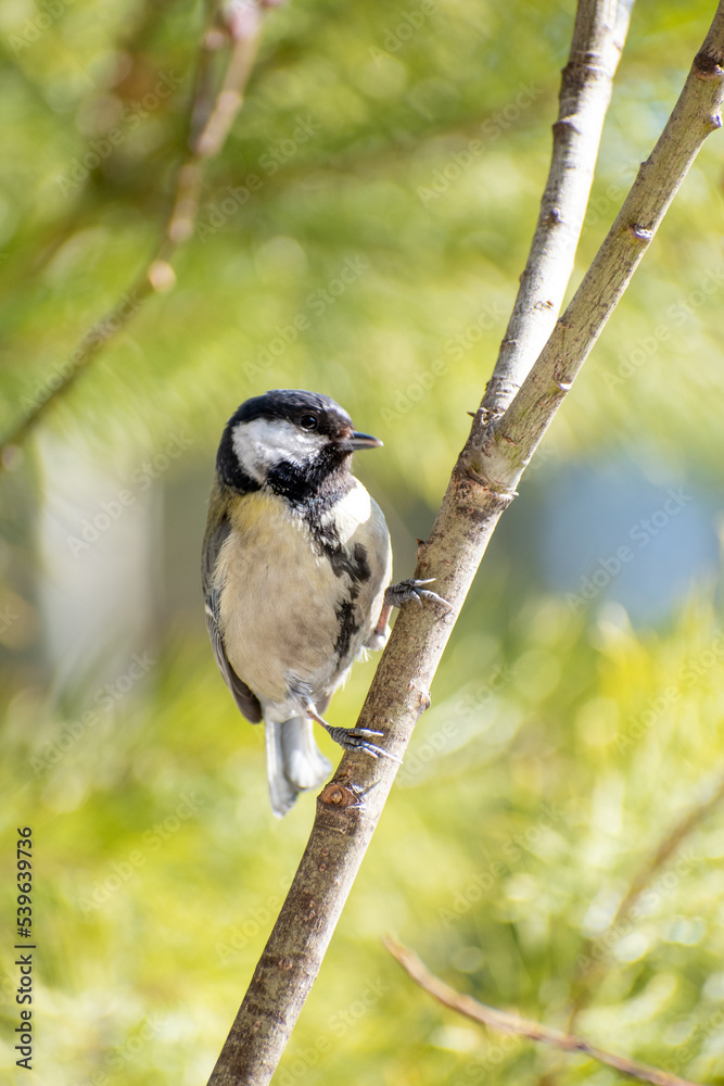Fototapeta premium Cute little great tit bird sits on a branch on a sunny summer day with green blurry background