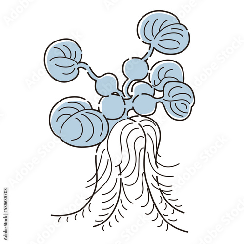 ホテイソウのイラスト（水草）