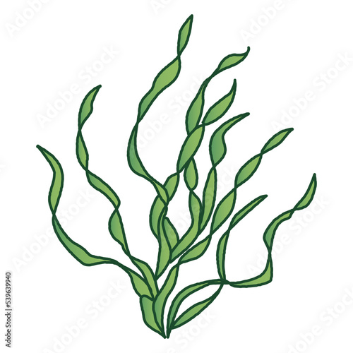 バリスネリアのイラスト（水草）
