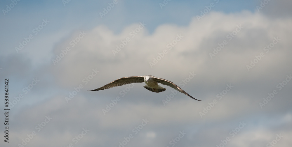 Photo of seagulls of various species in flight. Large series of photographs. Photo of seagulls of various species in flight. Large series of photographs.
