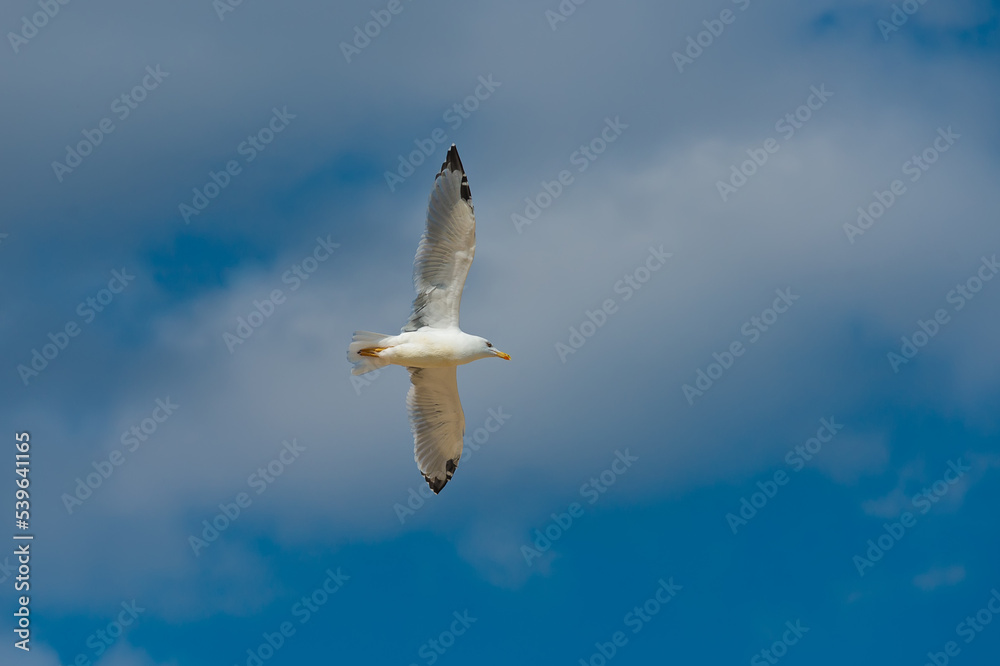 Obraz premium Photo of seagulls of various species in flight. Large series of photographs.