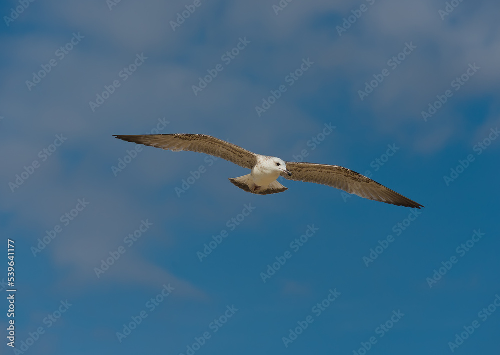 Photo of seagulls of various species in flight. Large series of photographs. Photo of seagulls of various species in flight. Large series of photographs.