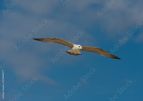 Photo of seagulls of various species in flight. Large series of photographs.