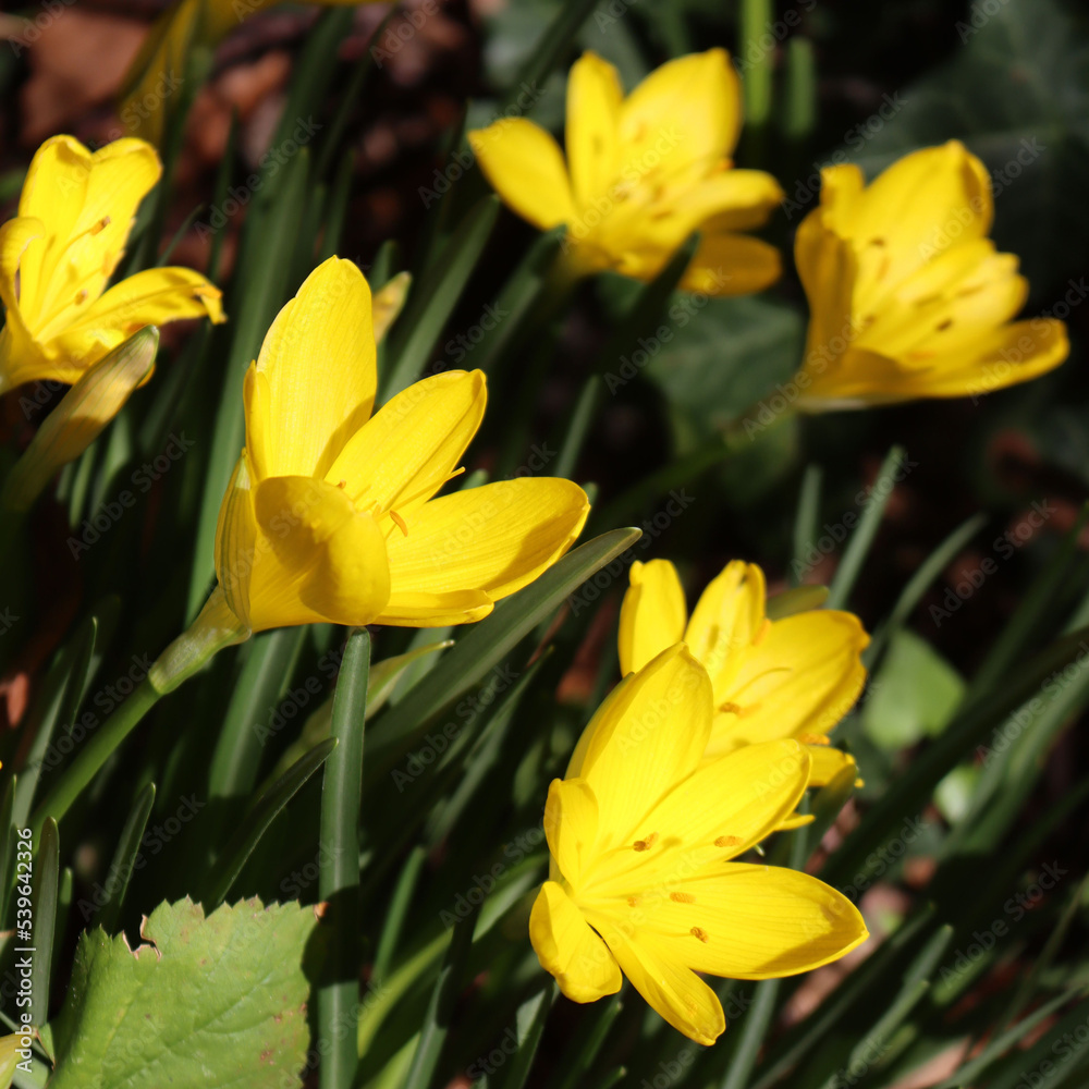 Autumnal yellow Crocus flowers in bloom in the garden Autumnal yellow Crocus flowers in bloom in the garden