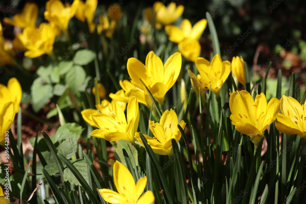 Fototapeta premium Autumnal yellow Crocus flowers in bloom in the garden 