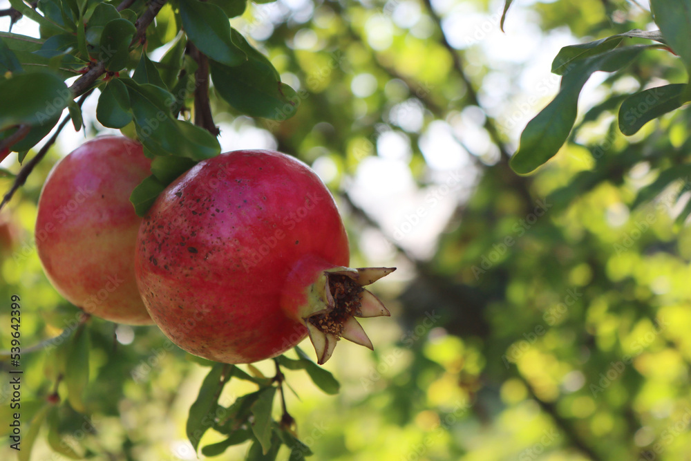 Ripe red Pomegranate fruit on branch with green leaves and copy space. Punica granatum tree with fruit on a sunny day Ripe red Pomegranate fruit on branch with green leaves and copy space. Punica granatum tree with fruit on a sunny day